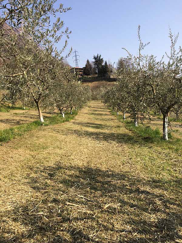 societa agricola alba alto sebino laghi lombardi olio di oliva italiano dop