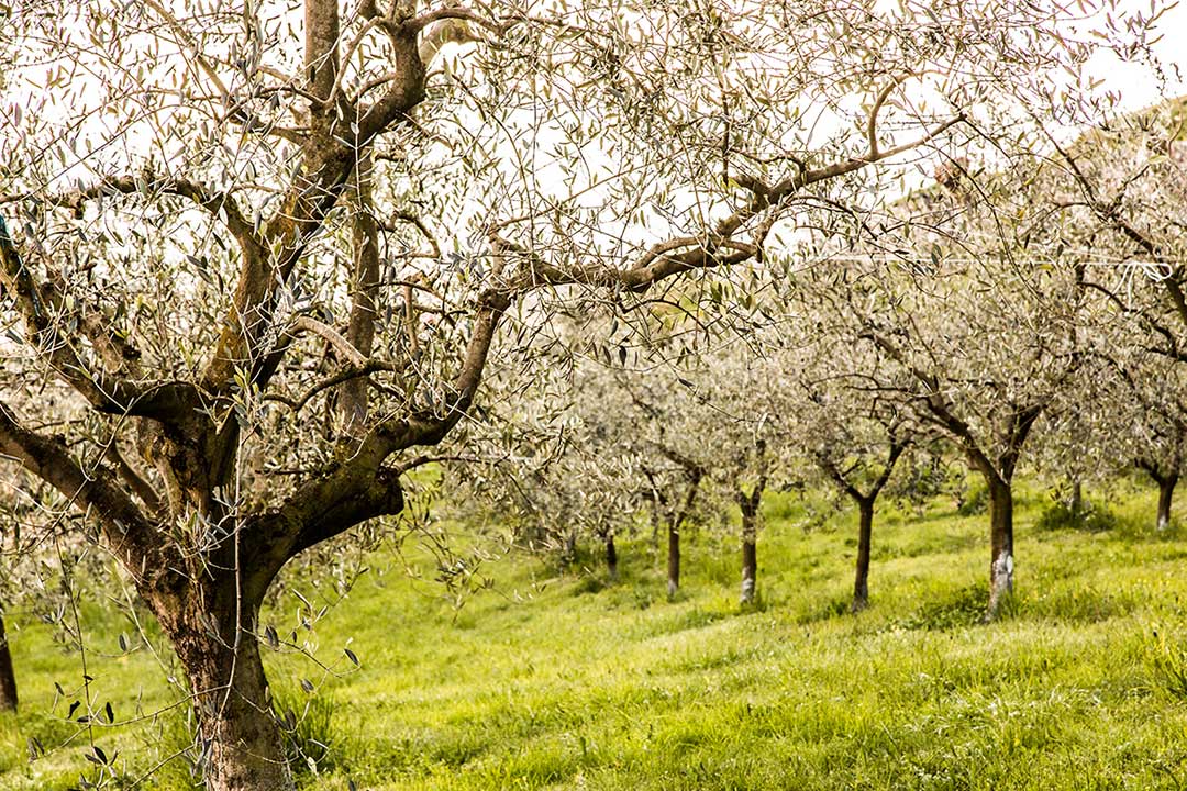 societa agricola alba alto sebino laghi lombardi olio di oliva italiano dop