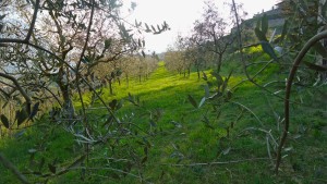 olio italiano made in italy agricola alba lovere homeslide