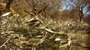 olio italiano made in italy agricola alba lovere homeslide 2