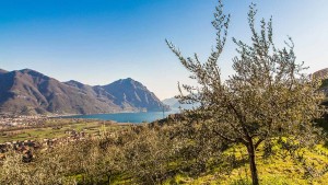 olio italiano made in italy agricola alba lovere homeslide 3