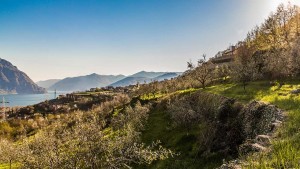 societa agricola alba alto sebino laghi lombardi olio di oliva italiano dop
